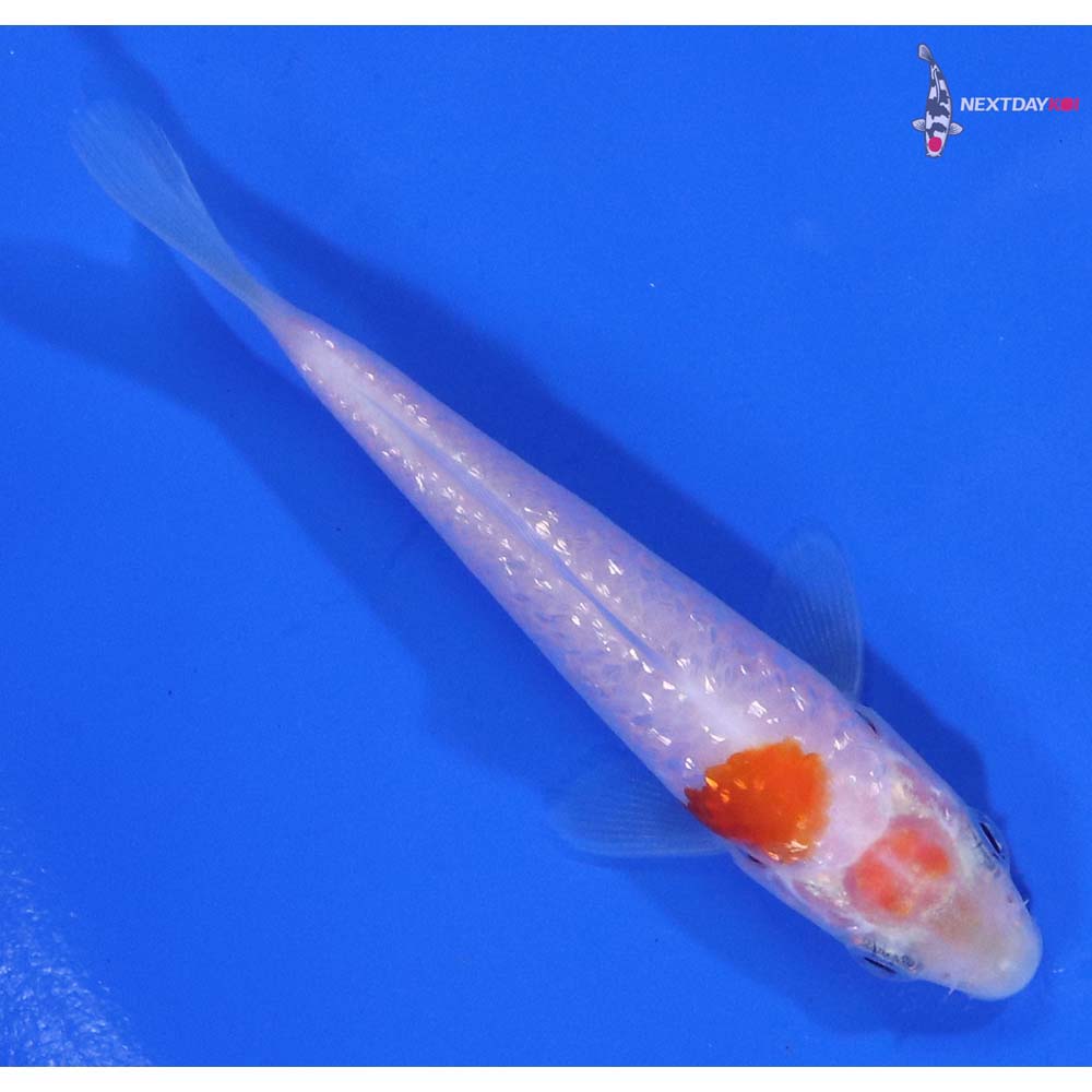 3.5” Imported Gin Rin Kohaku