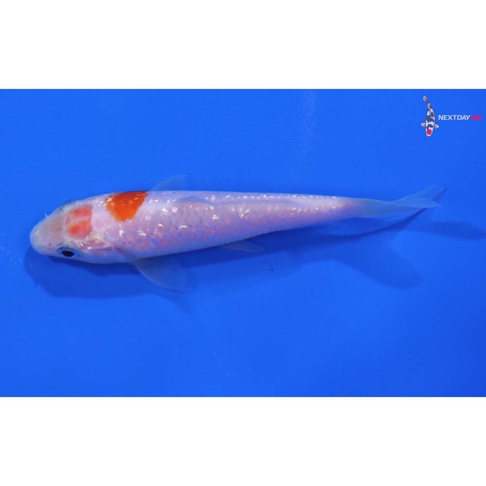 3.5” Imported Gin Rin Kohaku