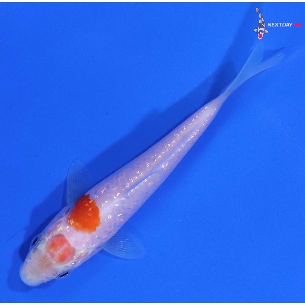 3.5” Imported Gin Rin Kohaku