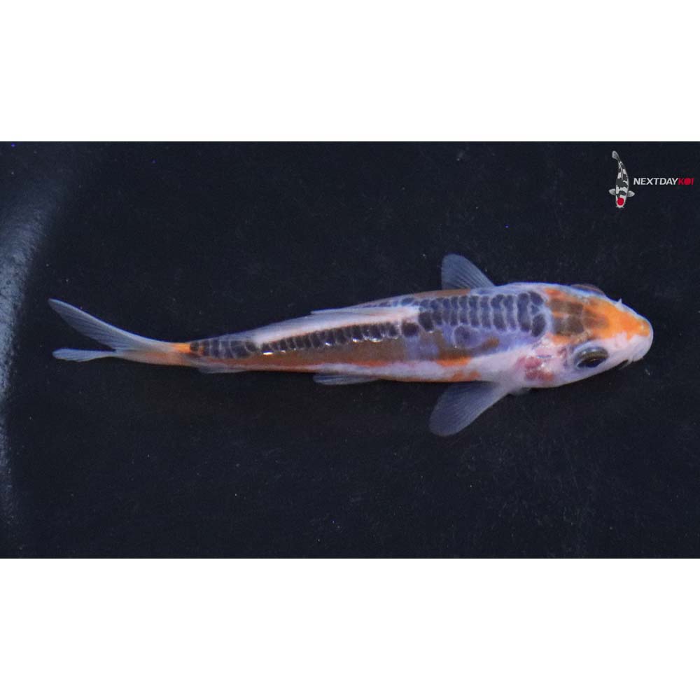 3.5” Imported Shusui