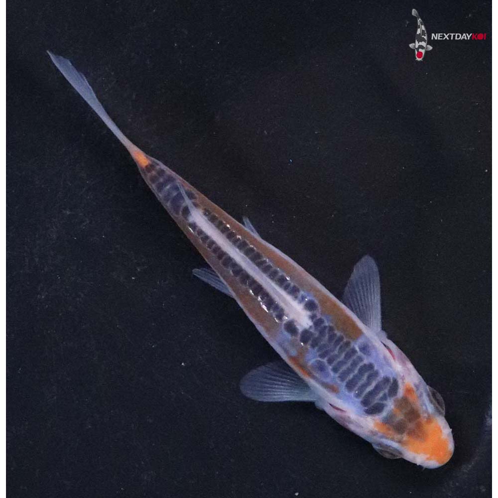 3.5” Imported Shusui