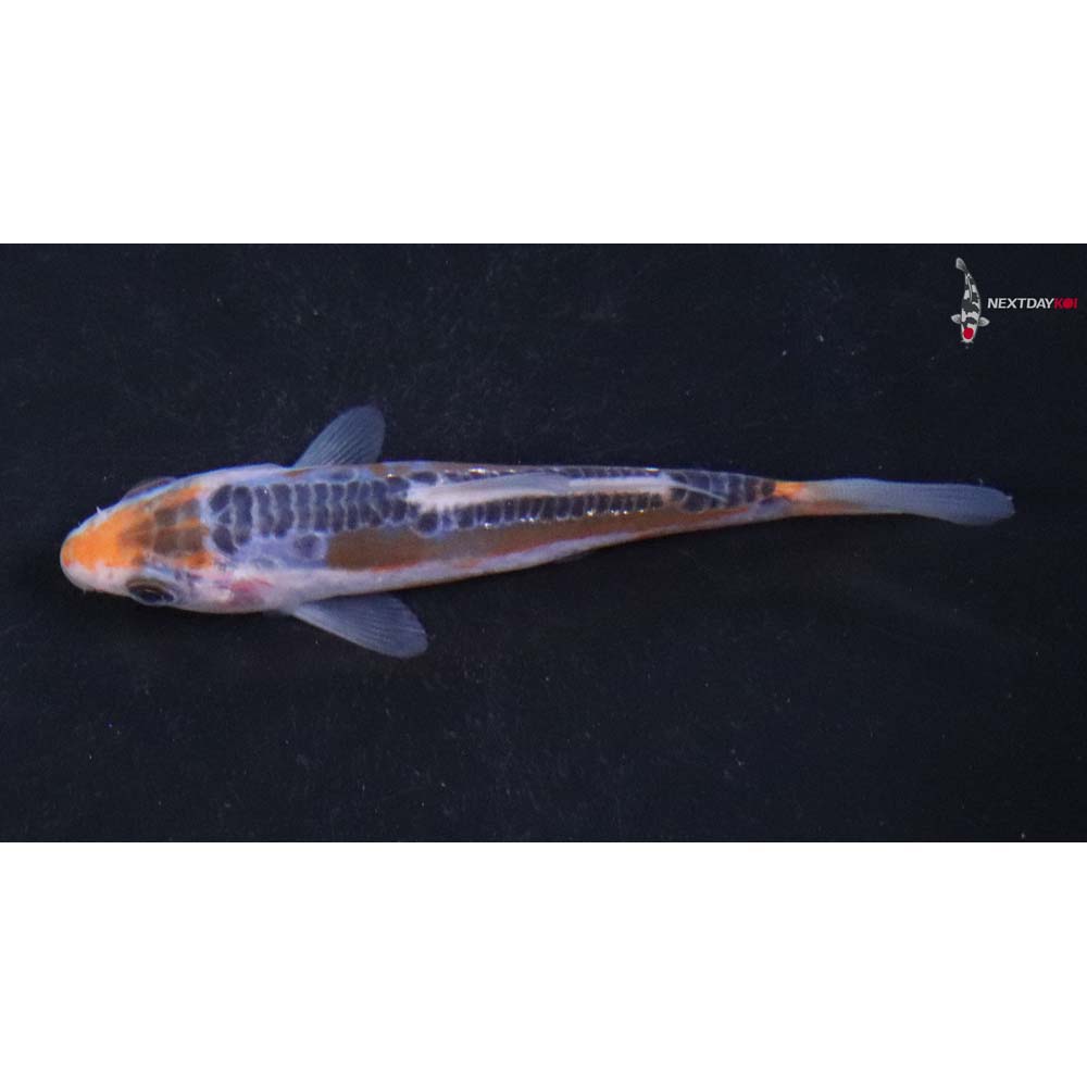 3.5” Imported Shusui