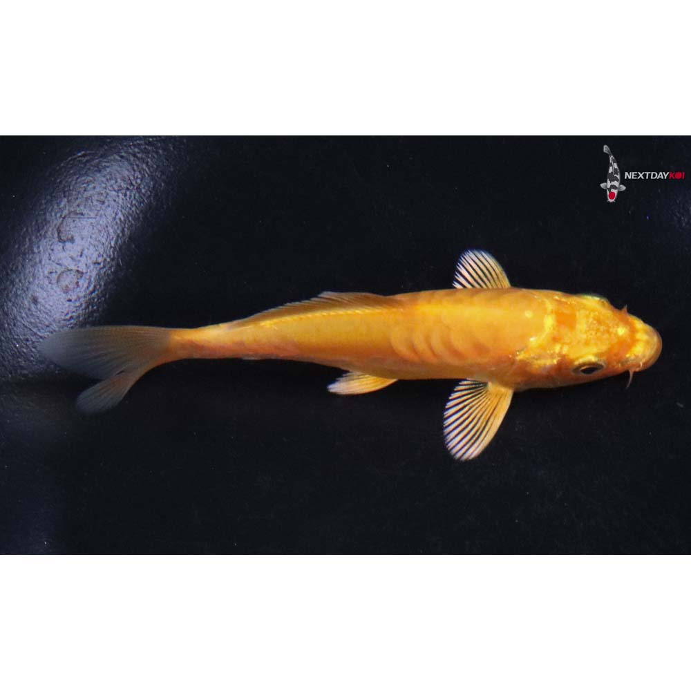 3.5” Imported Armor Scaled Yamabuki Ogon