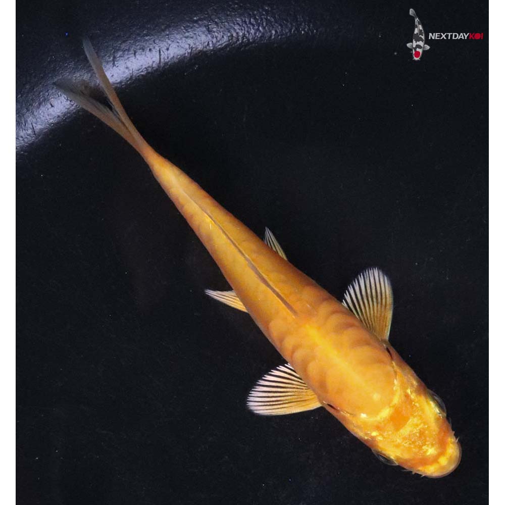 3.5” Imported Armor Scaled Yamabuki Ogon