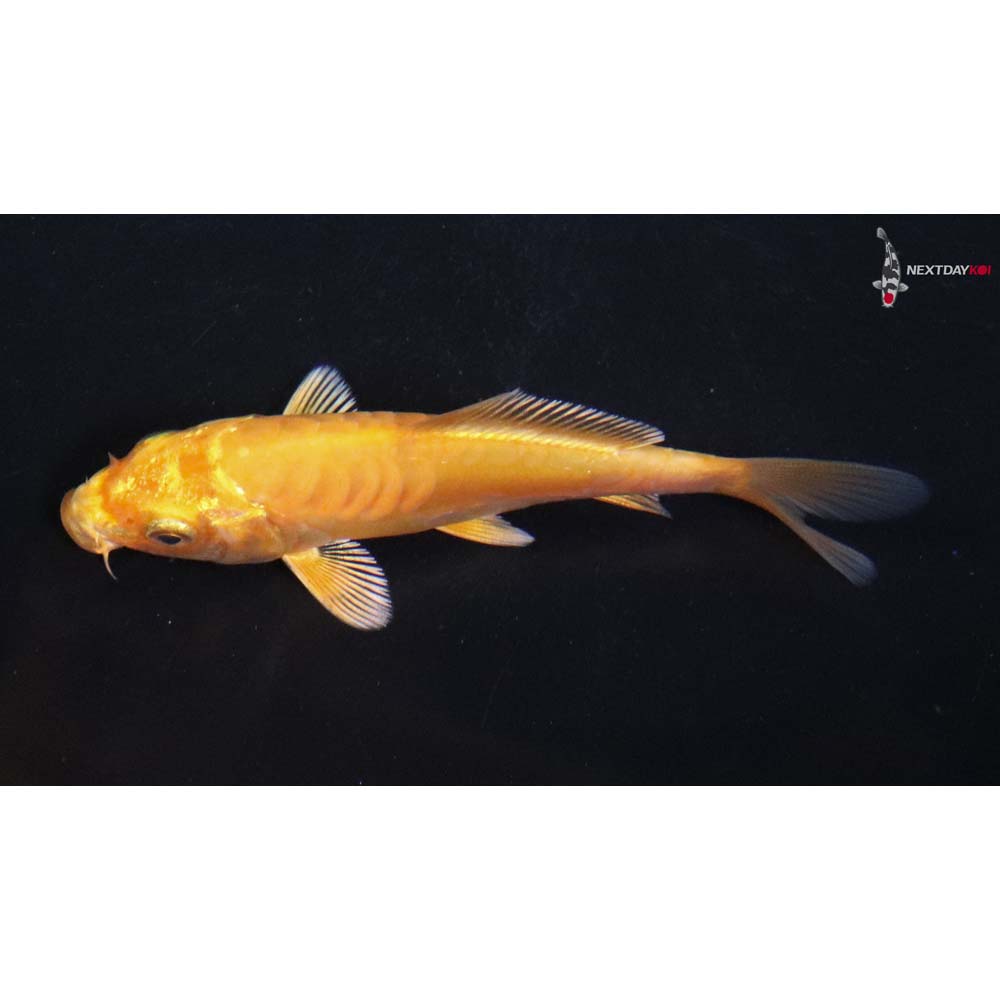 3.5” Imported Armor Scaled Yamabuki Ogon