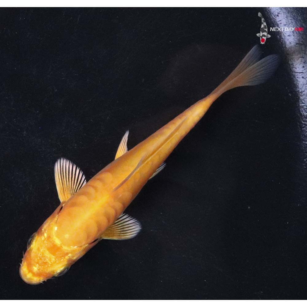 3.5” Imported Armor Scaled Yamabuki Ogon