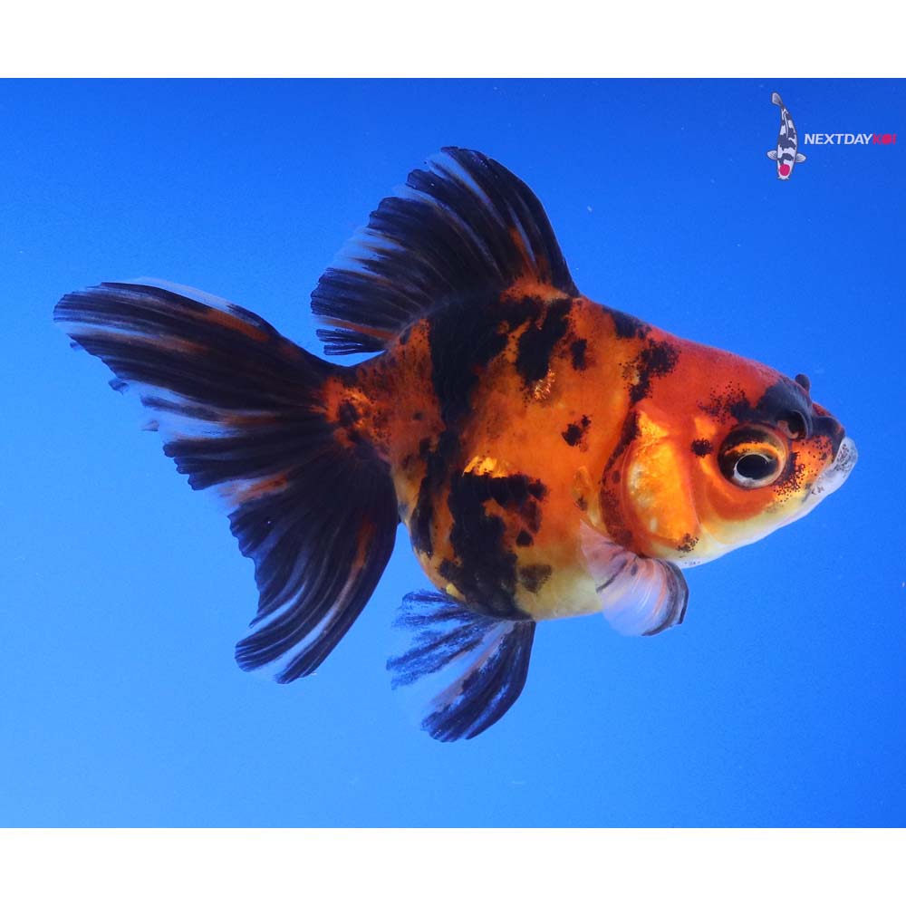 3.5” Imported Calico Ryukin