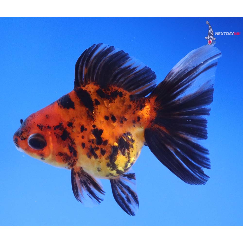 3.5” Imported Calico Ryukin