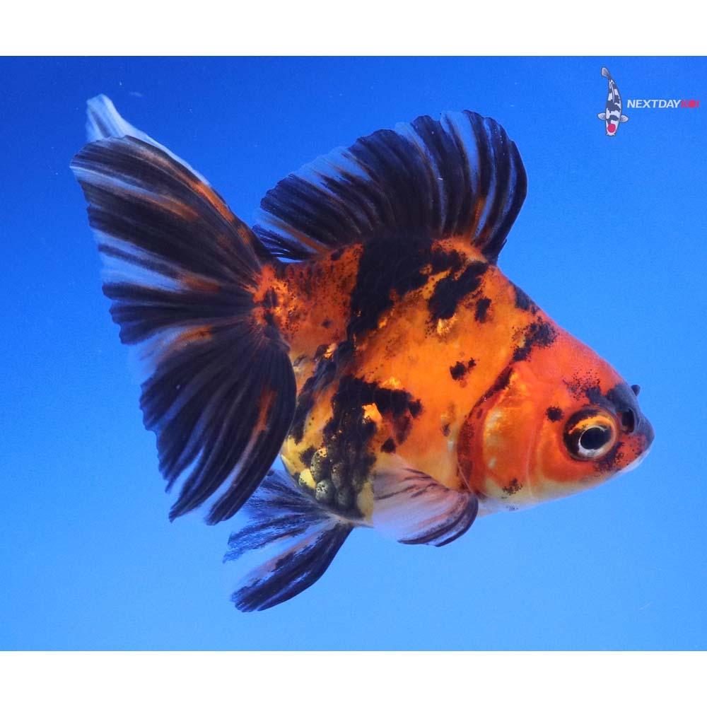 3.5” Imported Calico Ryukin