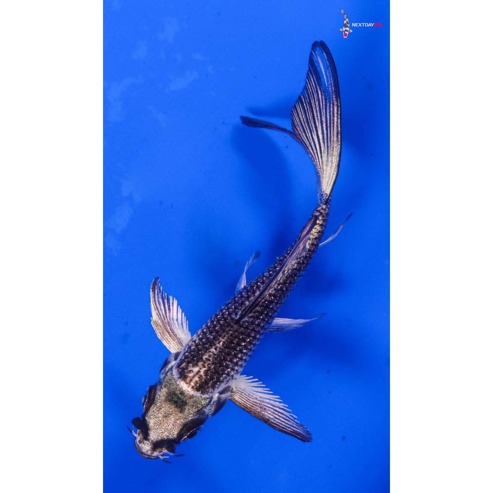 3.5” Imported Gin Matsuba Butterfly Koi