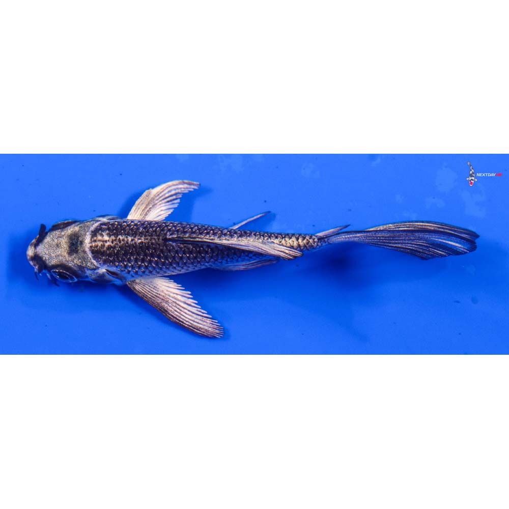 3.5” Imported Gin Matsuba Butterfly Koi