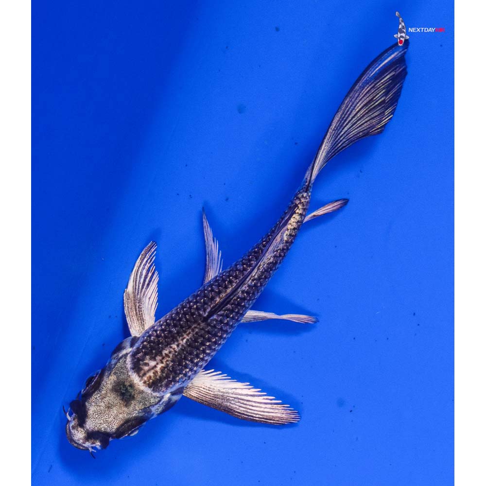 3.5” Imported Gin Matsuba Butterfly Koi