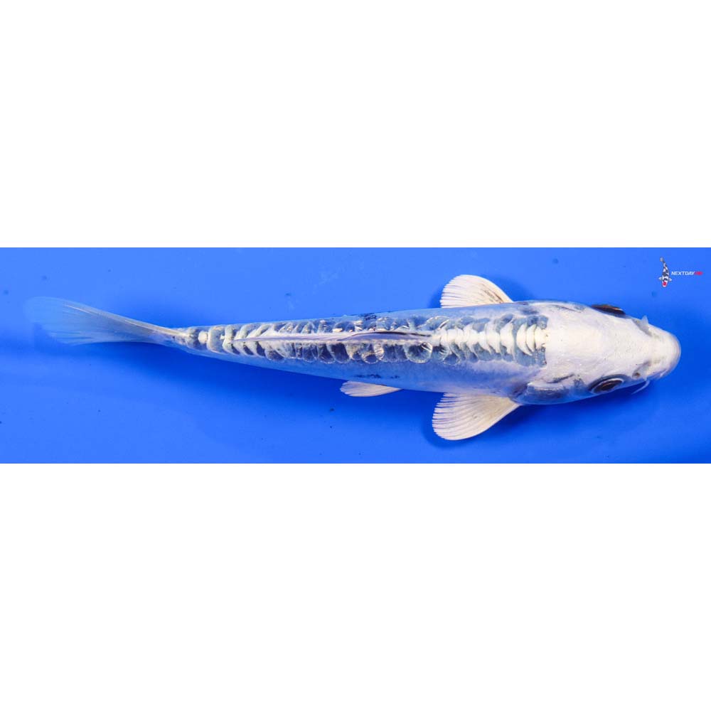 6” Imported Doitsu Gin Rin Gin Matsuba