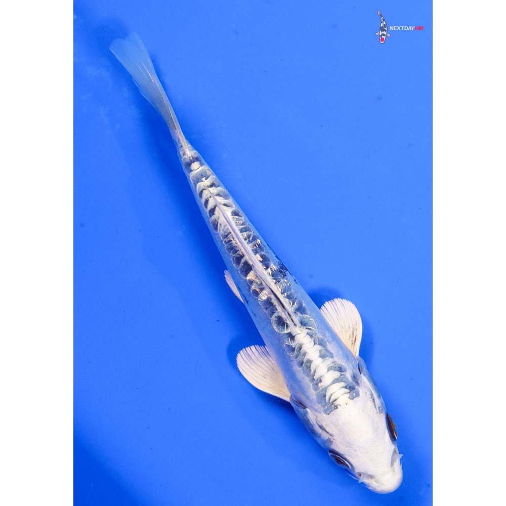 6” Imported Doitsu Gin Rin Gin Matsuba