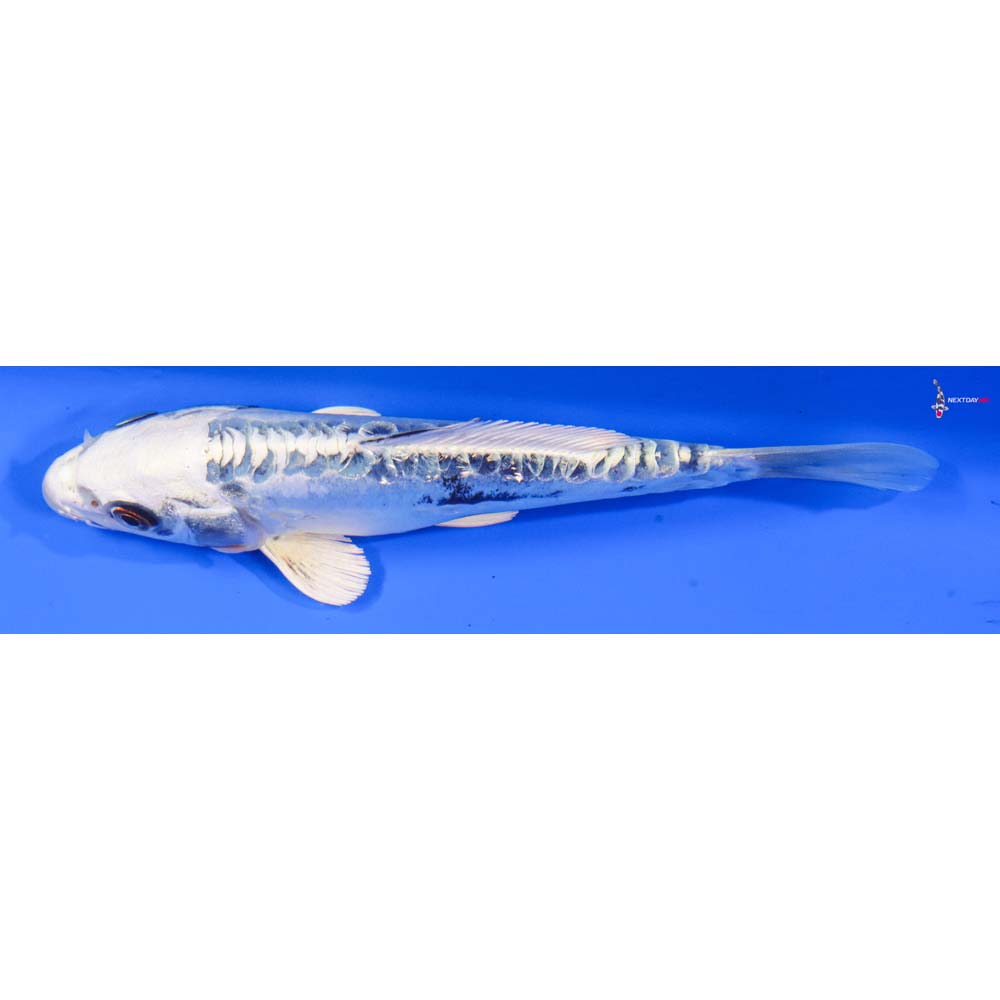 6” Imported Doitsu Gin Rin Gin Matsuba