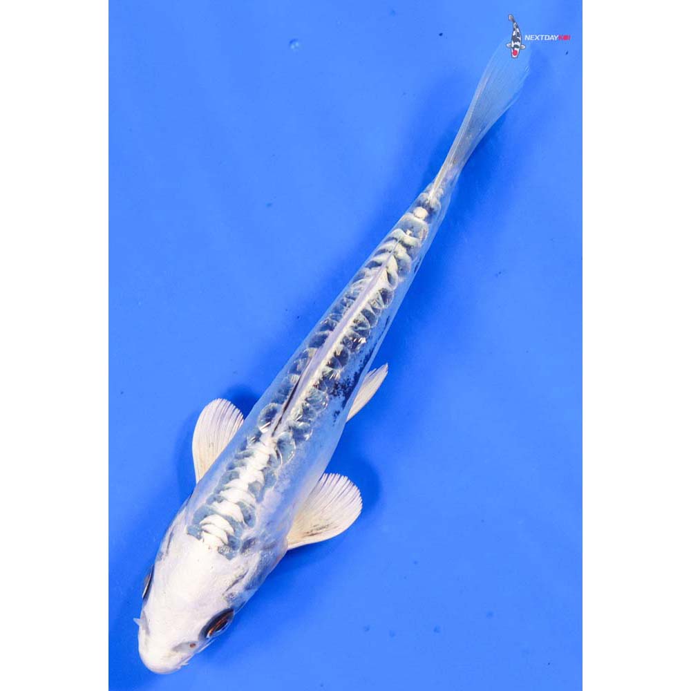 6” Imported Doitsu Gin Rin Gin Matsuba