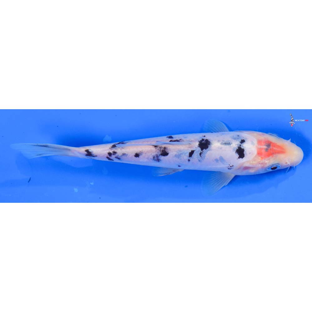 6” Imported Doitsu Shiro Bekko