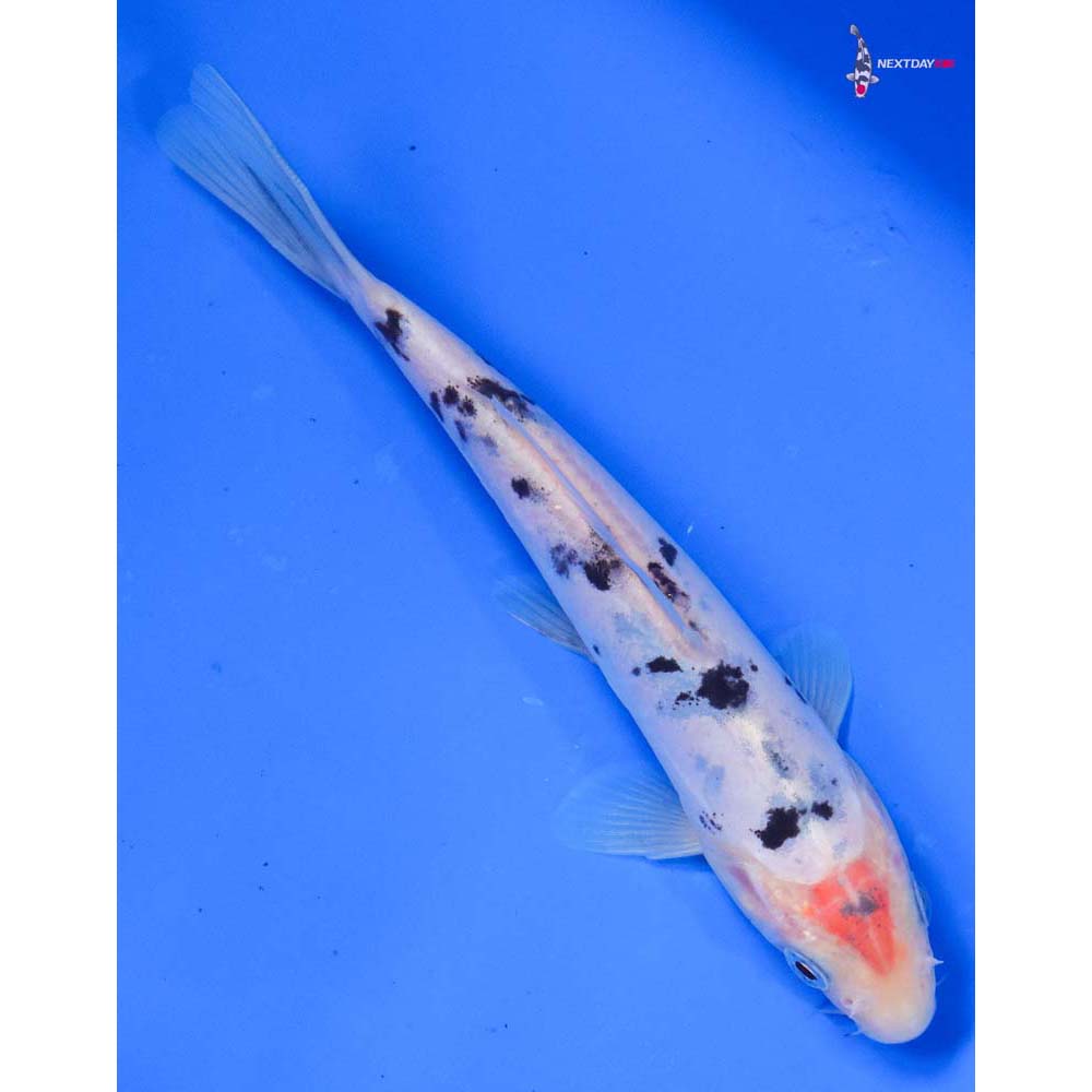6” Imported Doitsu Shiro Bekko