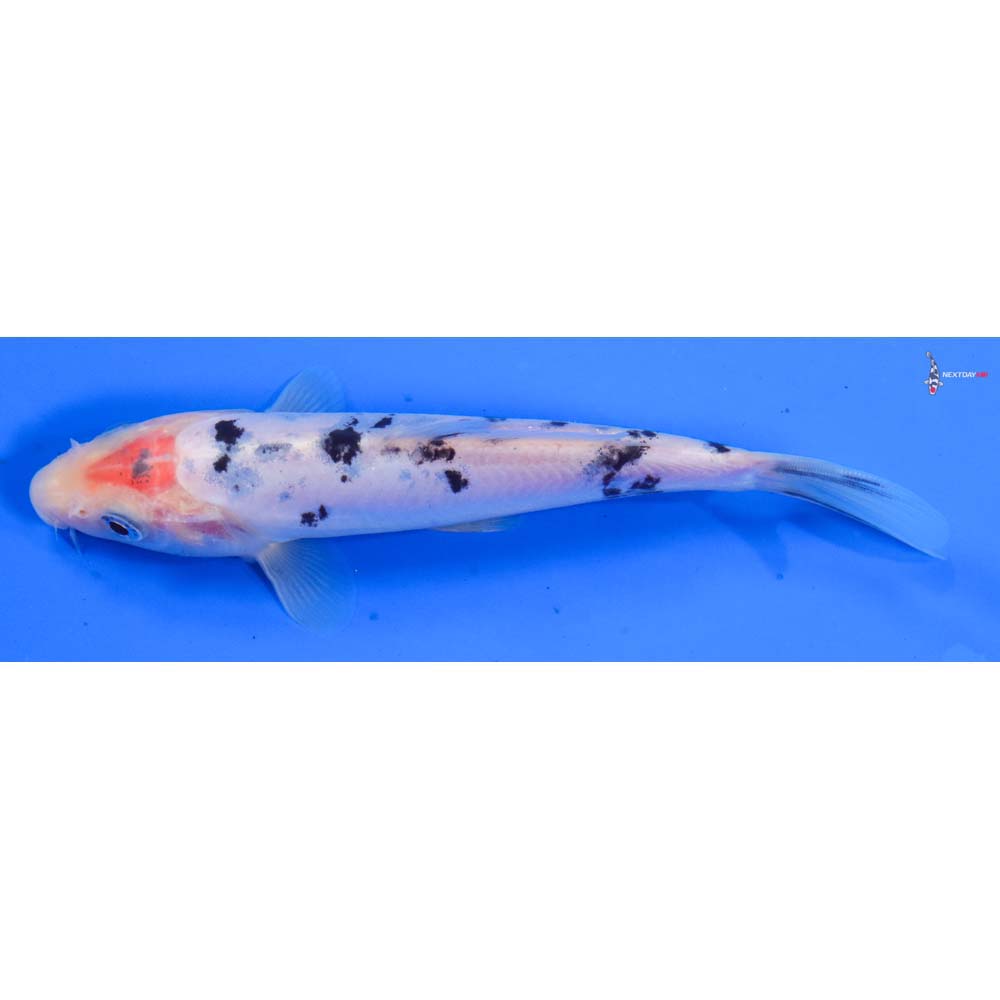 6” Imported Doitsu Shiro Bekko