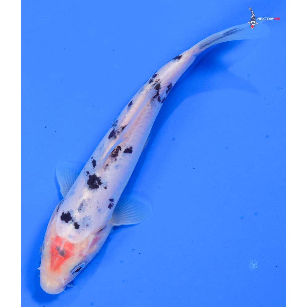 6” Imported Doitsu Shiro Bekko