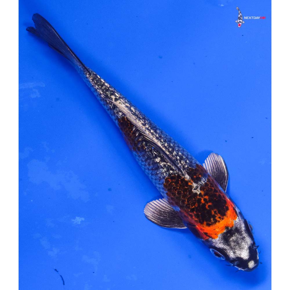 6” Imported Gin Rin Kujaku