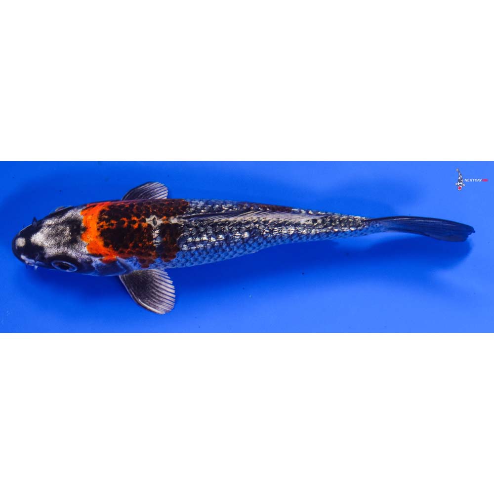 6” Imported Gin Rin Kujaku