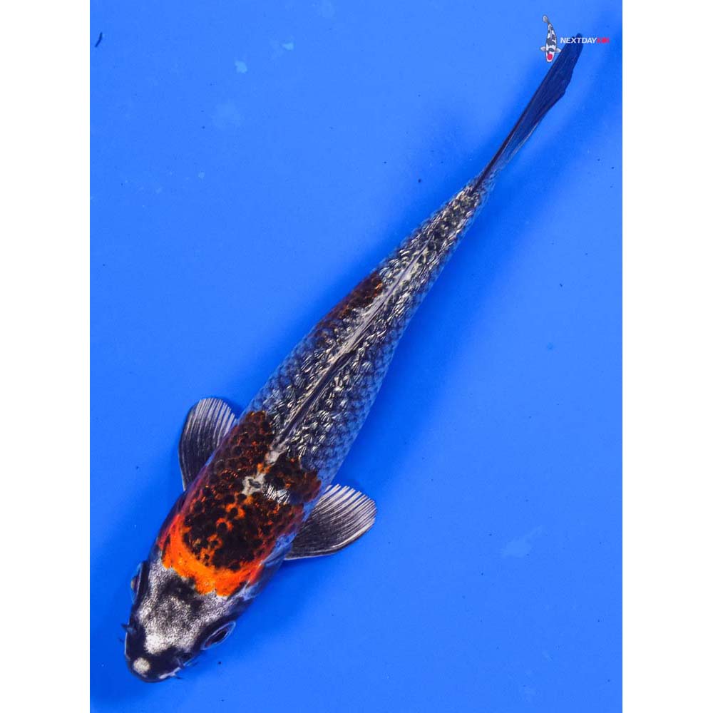 6” Imported Gin Rin Kujaku