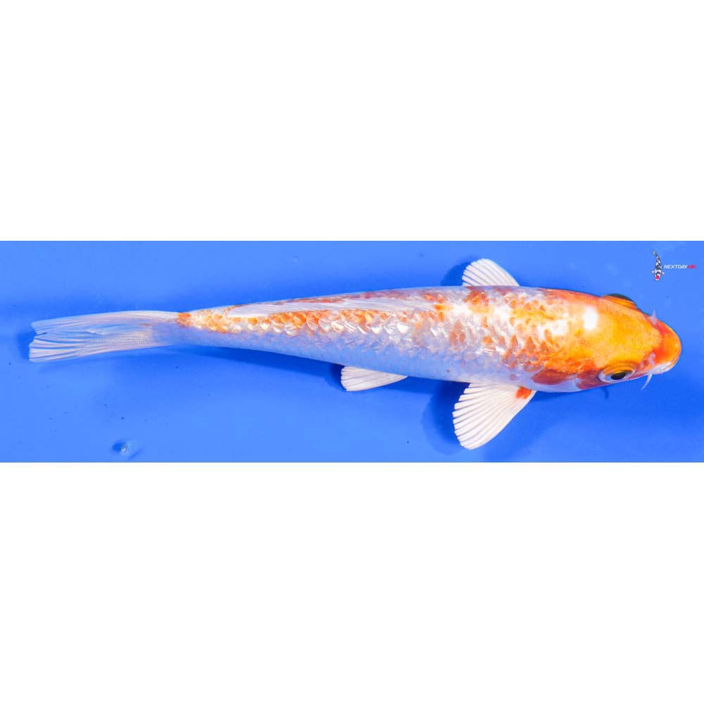 6” Imported Gin Rin Hariwake