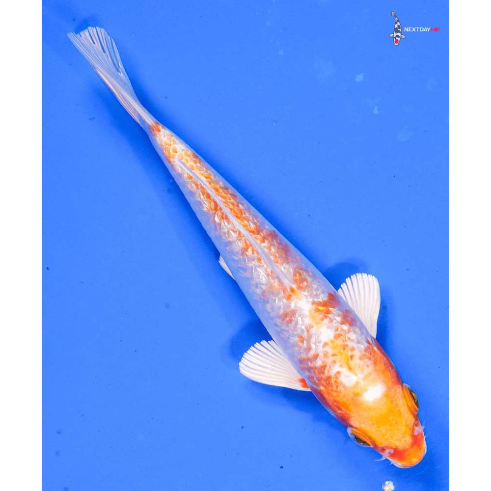 6” Imported Gin Rin Hariwake