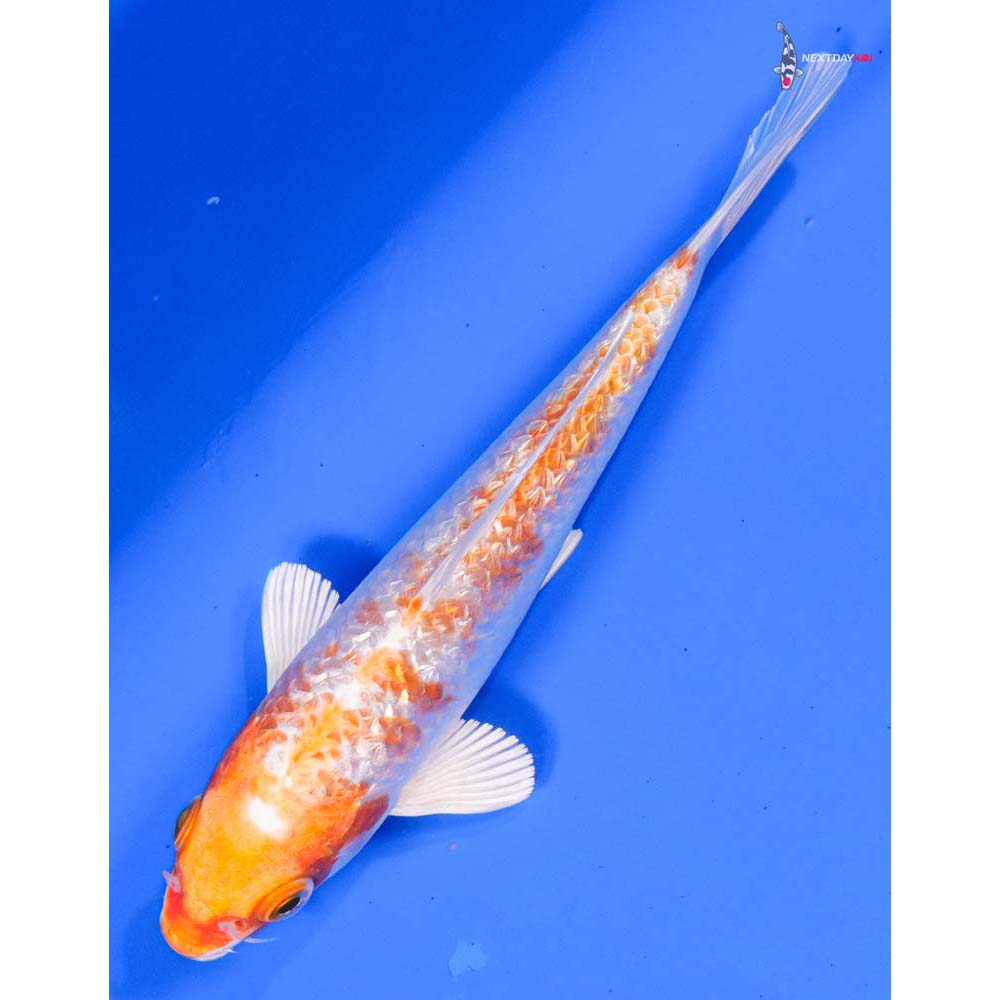 6” Imported Gin Rin Hariwake