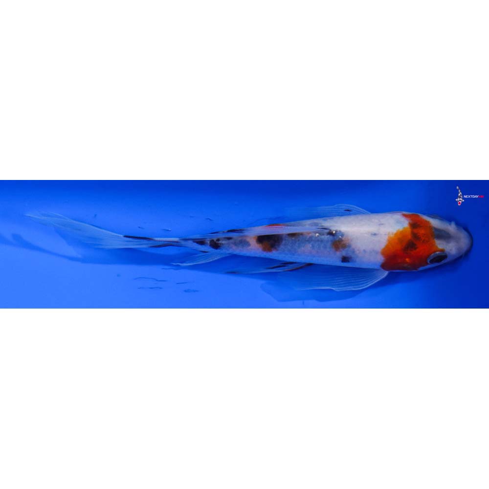 6” Imported Sanke Butterfly Koi