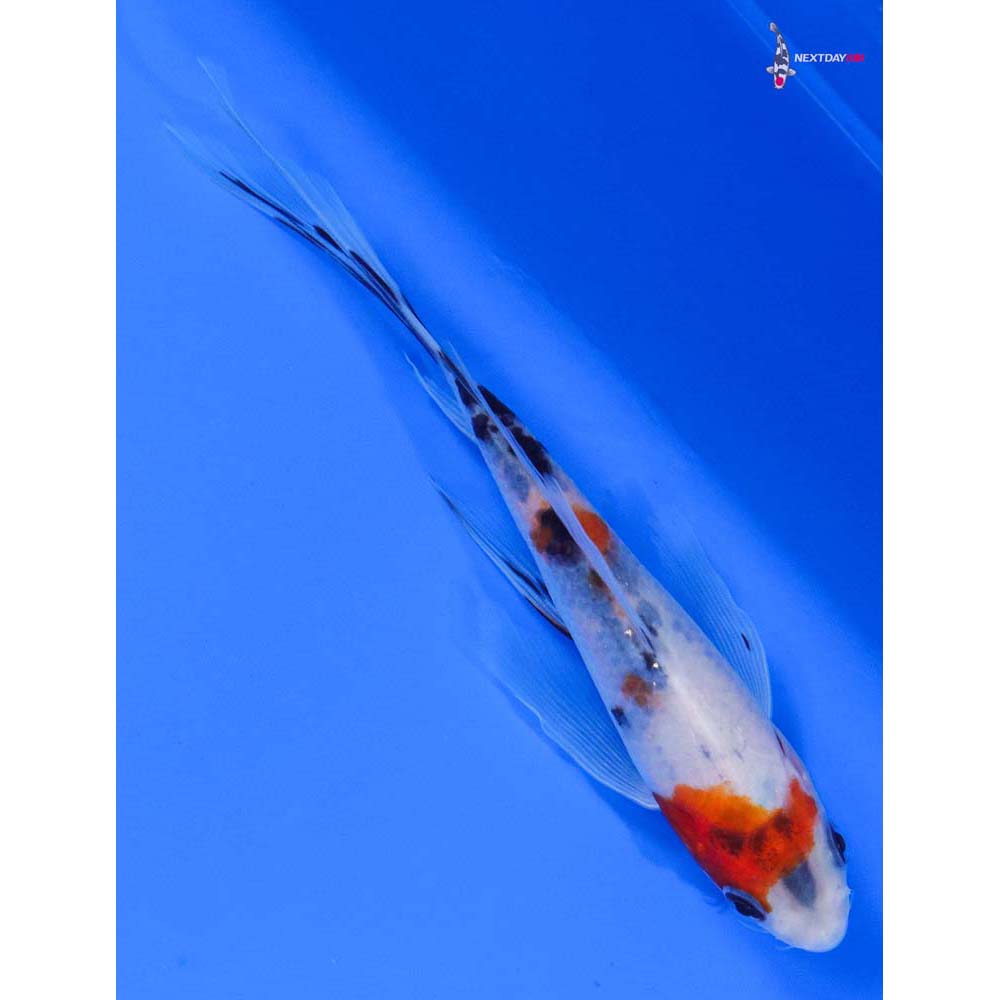 6” Imported Sanke Butterfly Koi