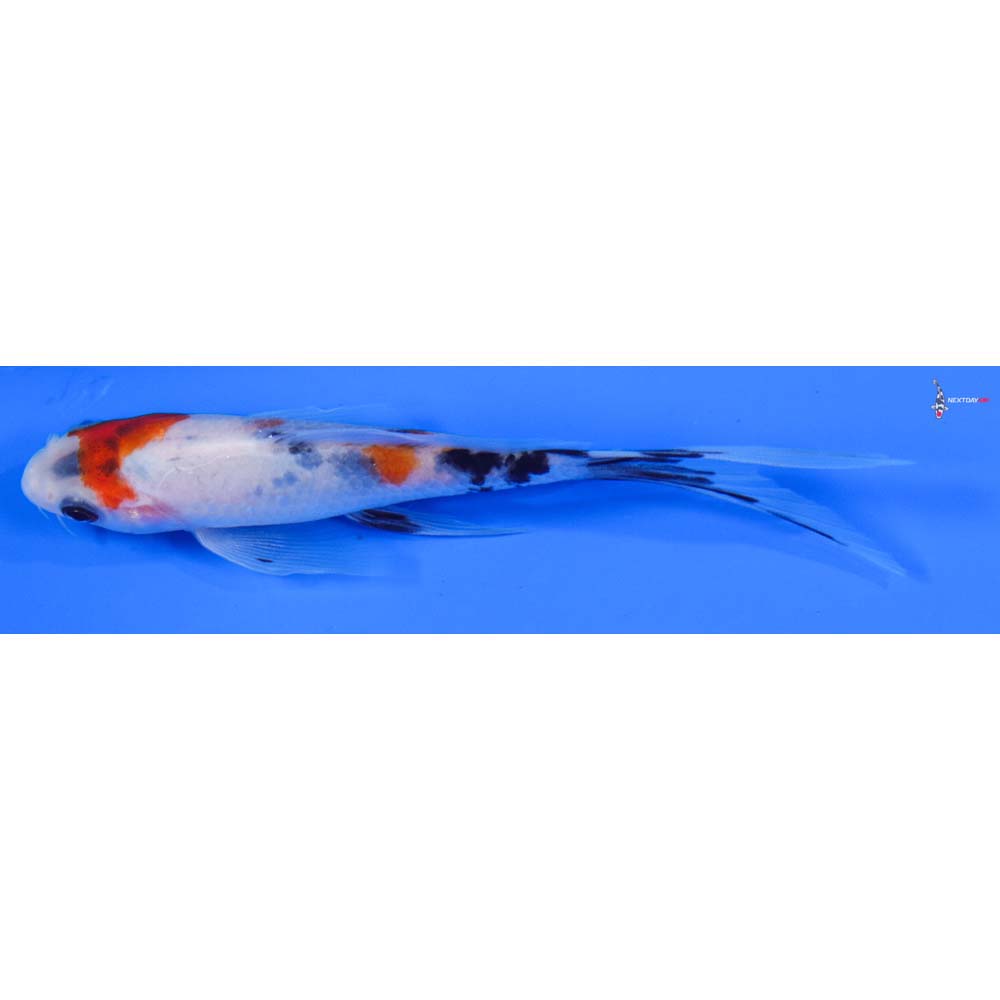 6” Imported Sanke Butterfly Koi