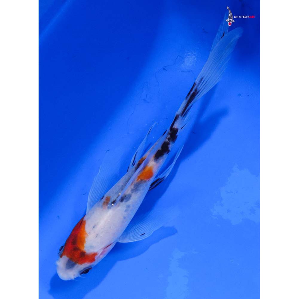 6” Imported Sanke Butterfly Koi