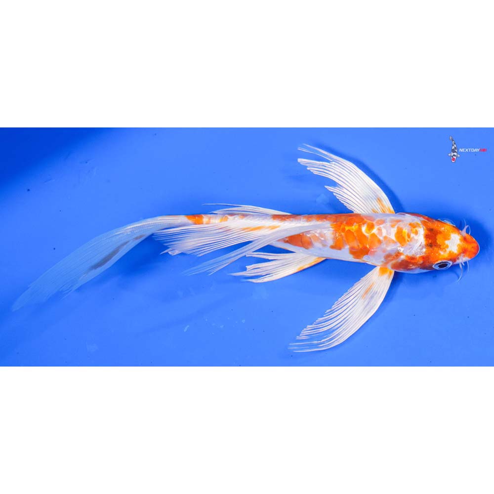 7” Imported Kikusui Butterfly Koi