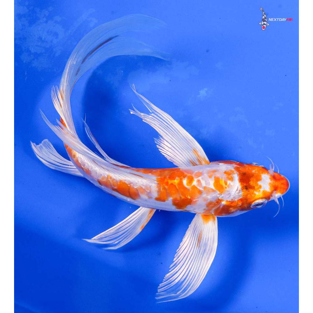7” Imported Kikusui Butterfly Koi