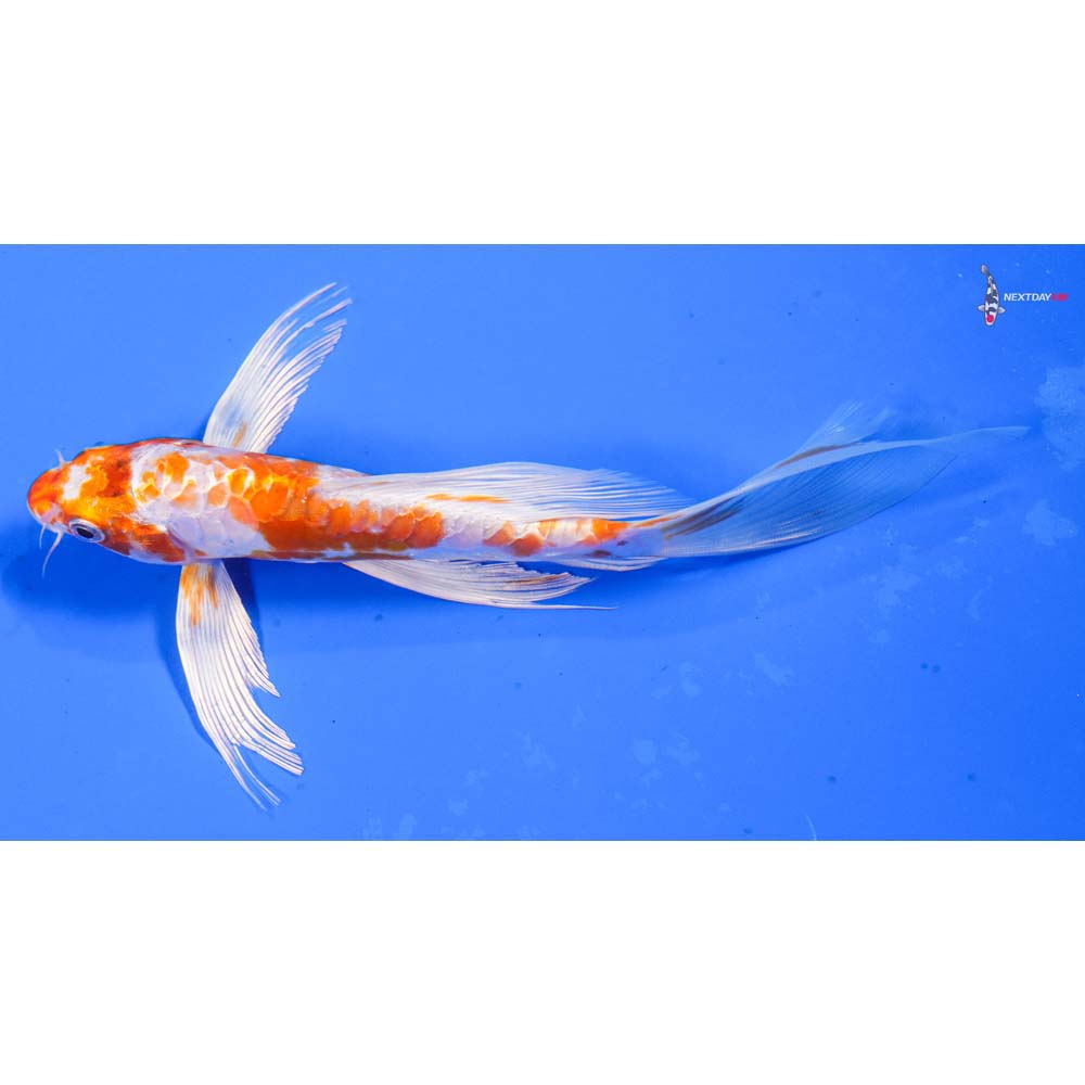 7” Imported Kikusui Butterfly Koi