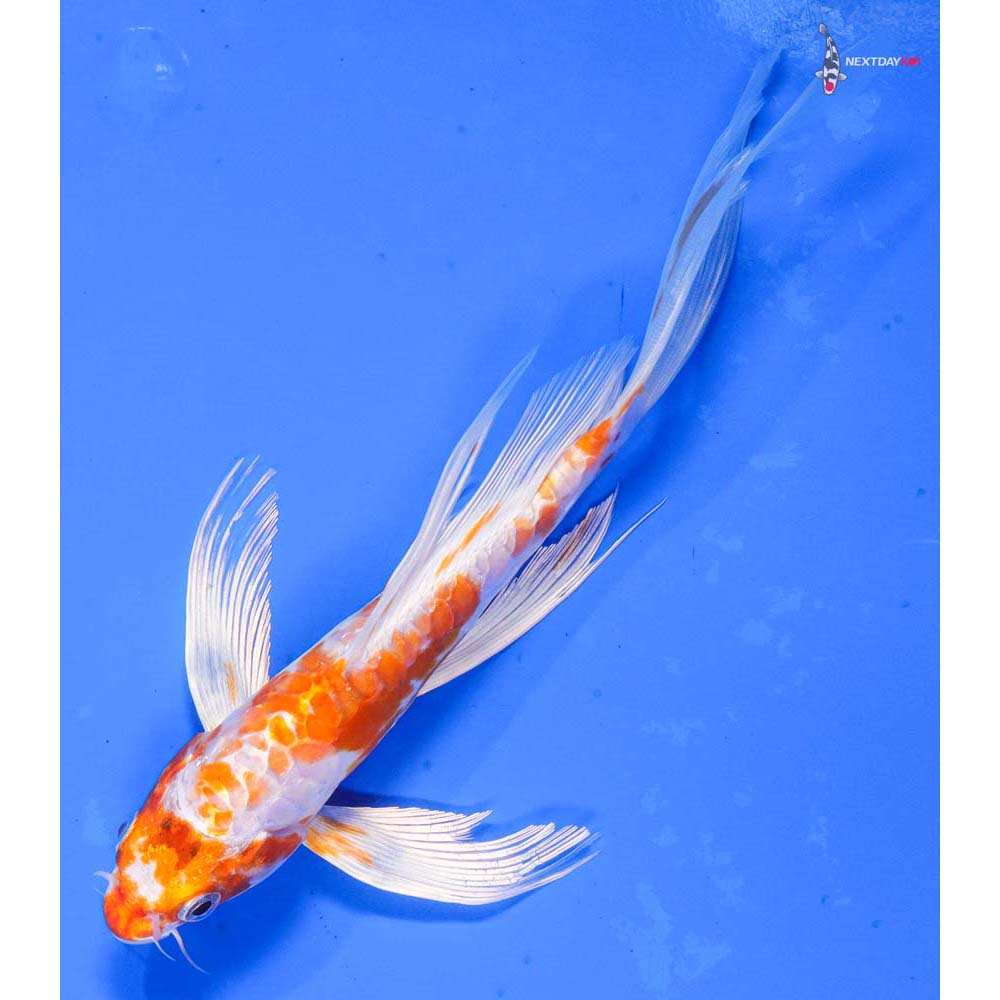 7” Imported Kikusui Butterfly Koi