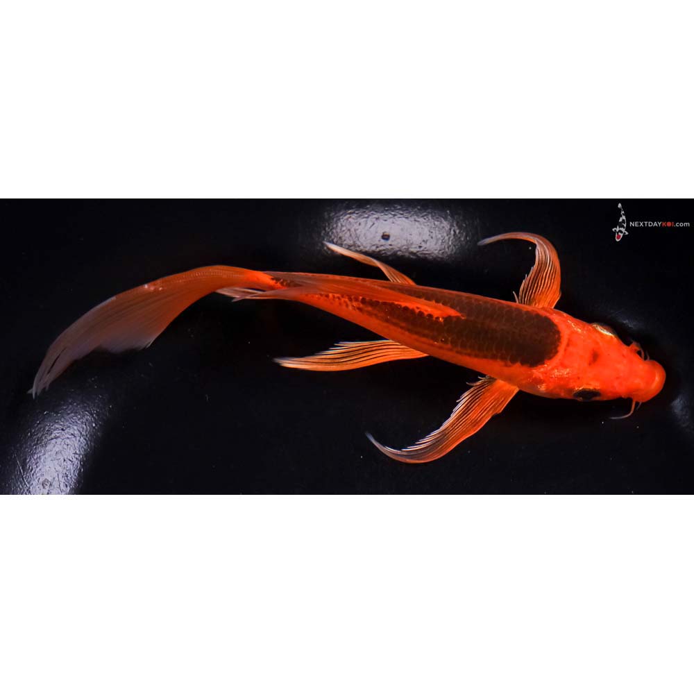 7” Imported Hi Asagi Butterfly Koi