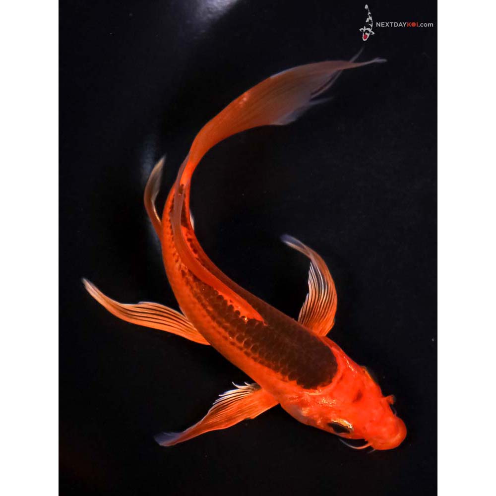 7” Imported Hi Asagi Butterfly Koi
