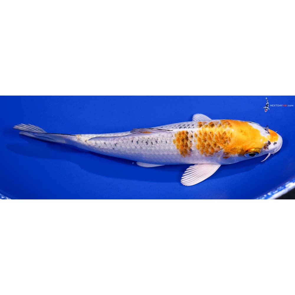 6” Imported Yamato Nishiki