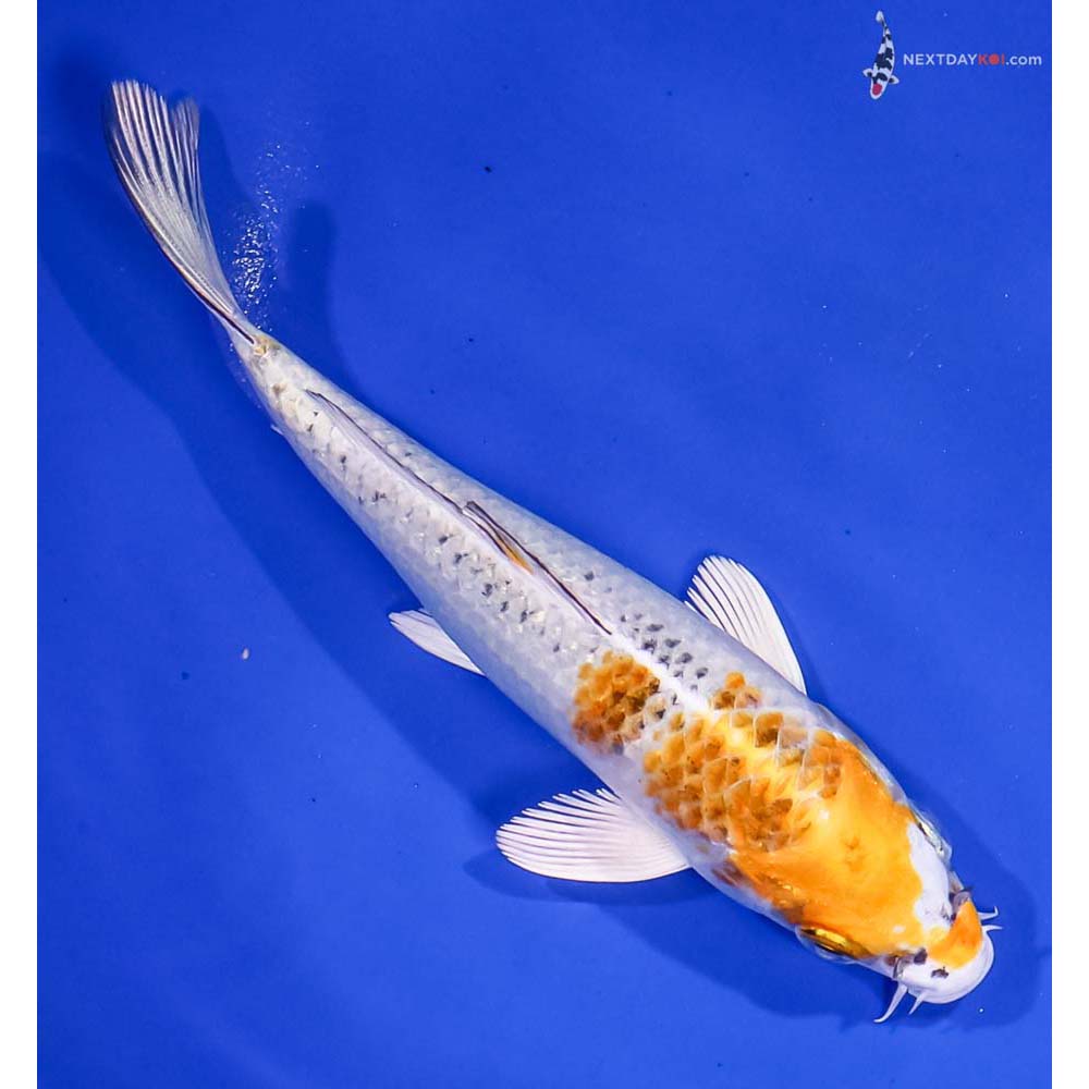 6” Imported Yamato Nishiki