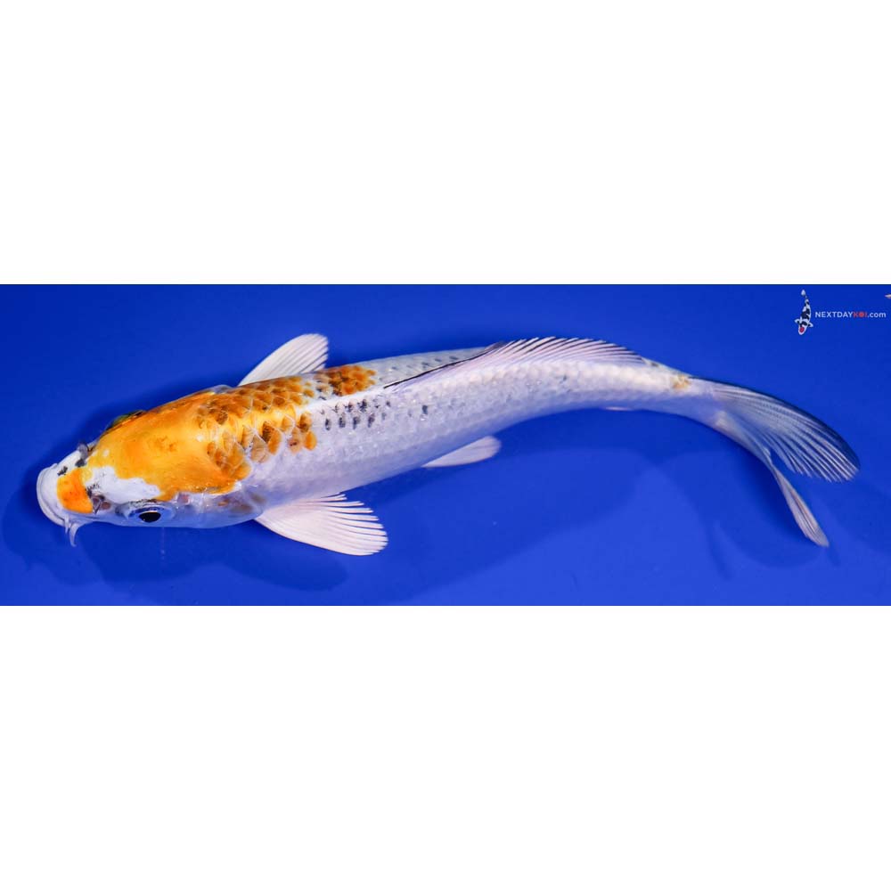 6” Imported Yamato Nishiki