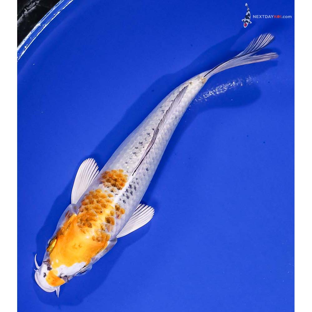 6” Imported Yamato Nishiki