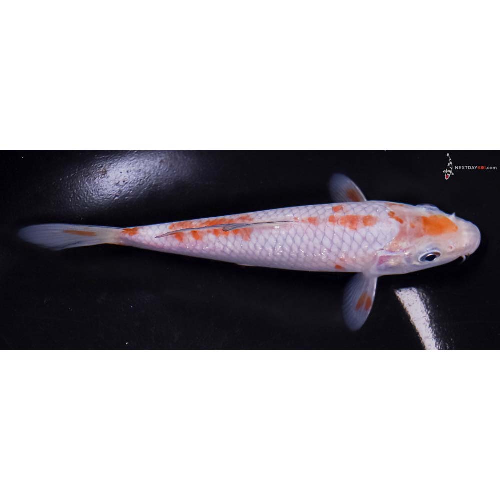 6” Imported Ochiba Shigure