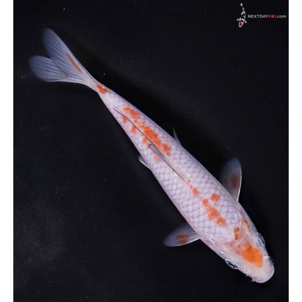 6” Imported Ochiba Shigure