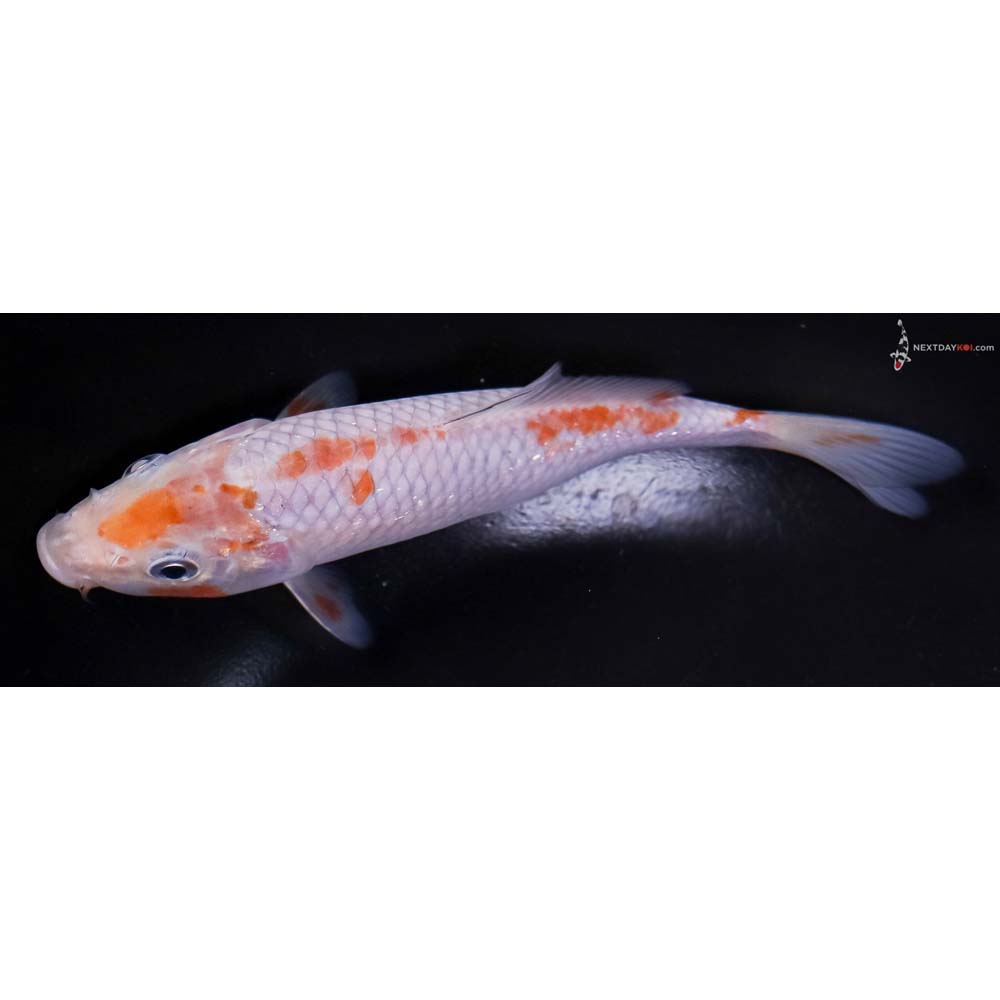 6” Imported Ochiba Shigure