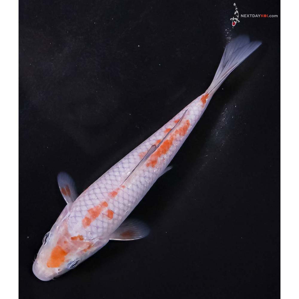 6” Imported Ochiba Shigure