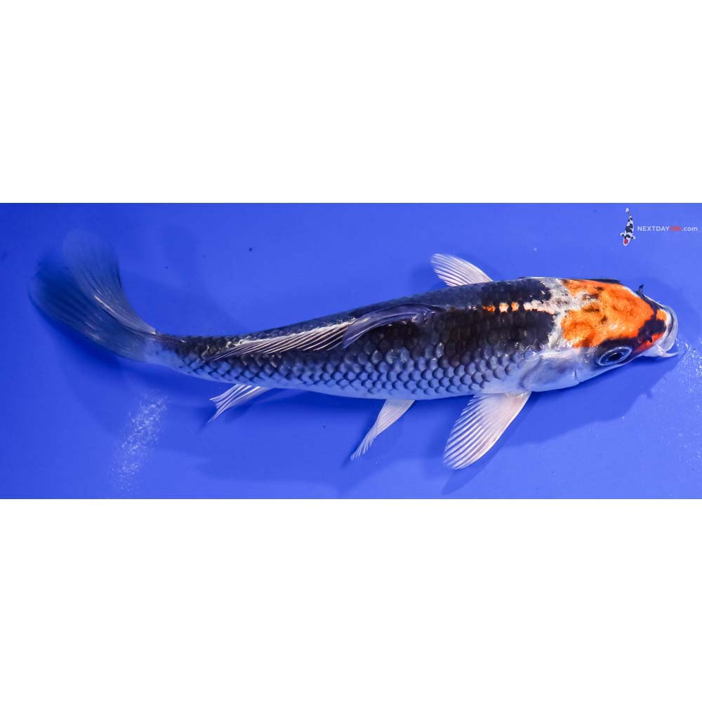 6.5” Imported Kujaku