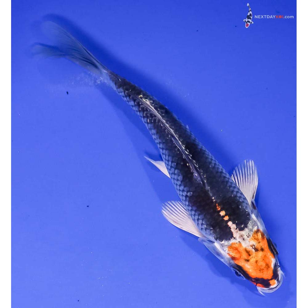 6.5” Imported Kujaku